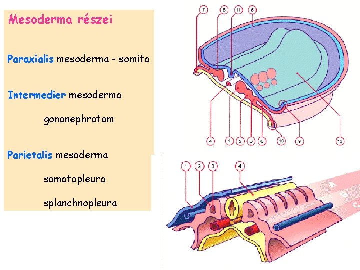 Mesoderma részei Paraxialis mesoderma - somita Intermedier mesoderma gononephrotom Parietalis mesoderma somatopleura splanchnopleura 