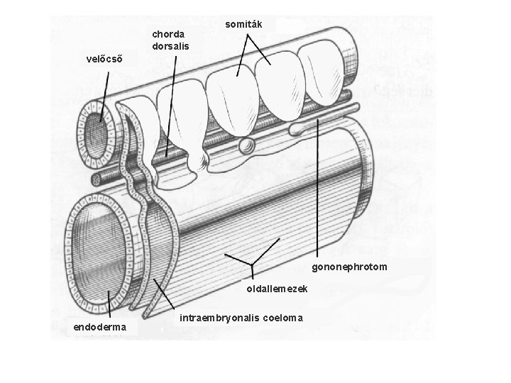 chorda dorsalis somiták velőcső gononephrotom oldallemezek endoderma intraembryonalis coeloma 