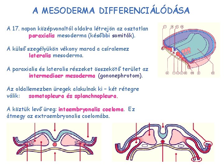 A MESODERMA DIFFERENCIÁLÓDÁSA A 17. napon középvonaltól oldalra létrejön az osztatlan paraxialis mesoderma (későbbi