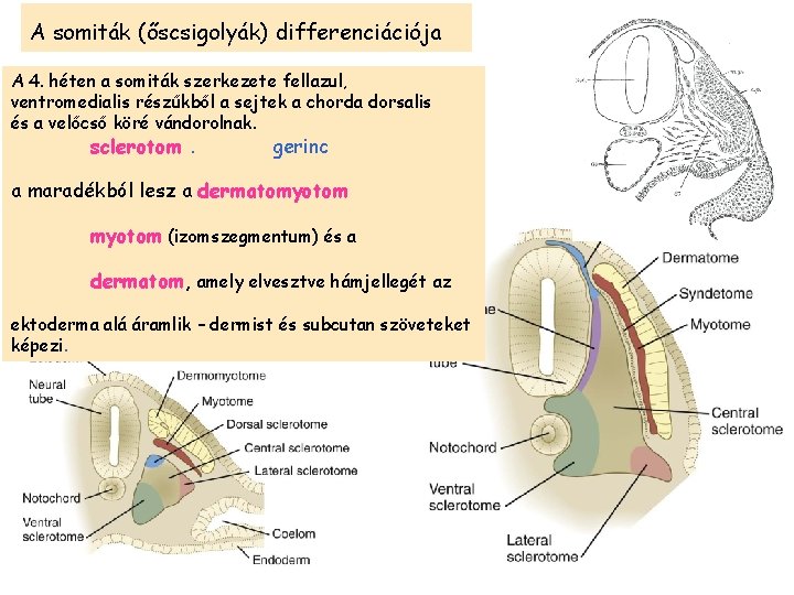 A somiták (őscsigolyák) differenciációja A 4. héten a somiták szerkezete fellazul, ventromedialis részűkből a