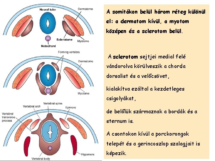 A somitákon belül három réteg különül el: a dermatom kívül, a myotom középen és