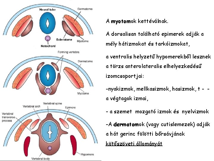 A myotomok kettéválnak. A dorsalisan található epimerek adják a mély hátizmokat és tarkóizmokat, a