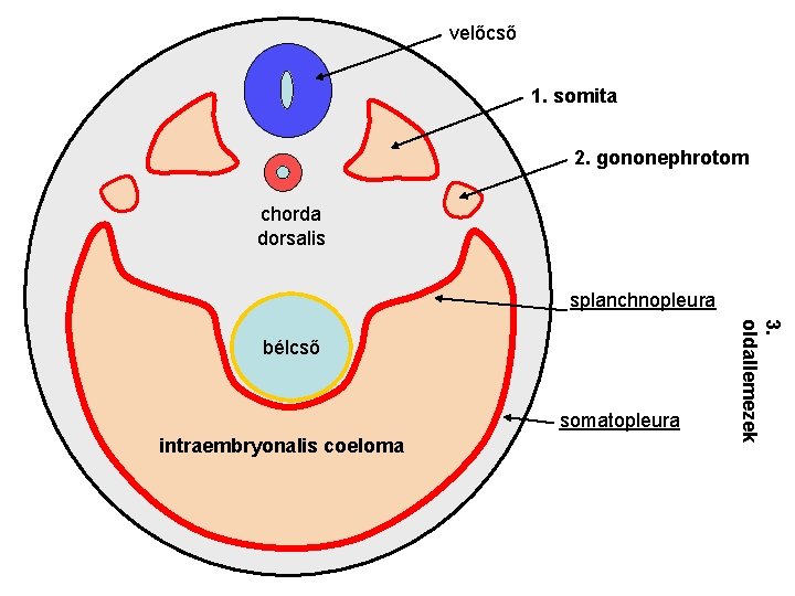 velőcső 1. somita 2. gononephrotom chorda dorsalis splanchnopleura somatopleura intraembryonalis coeloma 3. oldallemezek bélcső