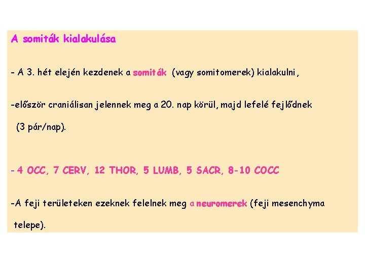 A somiták kialakulása - A 3. hét elején kezdenek a somiták (vagy somitomerek) kialakulni,