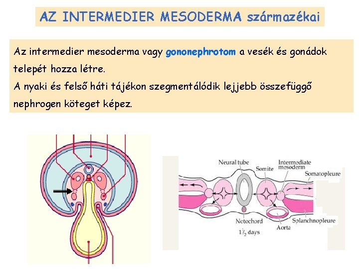 AZ INTERMEDIER MESODERMA származékai Az intermedier mesoderma vagy gononephrotom a vesék és gonádok telepét
