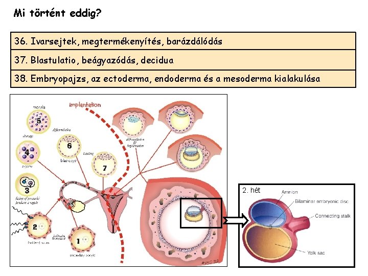 Mi történt eddig? 36. Ivarsejtek, megtermékenyítés, barázdálódás 37. Blastulatio, beágyazódás, decidua 38. Embryopajzs, az