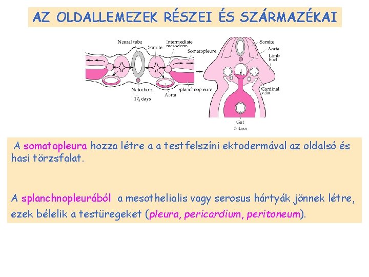 AZ OLDALLEMEZEK RÉSZEI ÉS SZÁRMAZÉKAI A somatopleura hozza létre a a testfelszíni ektodermával az