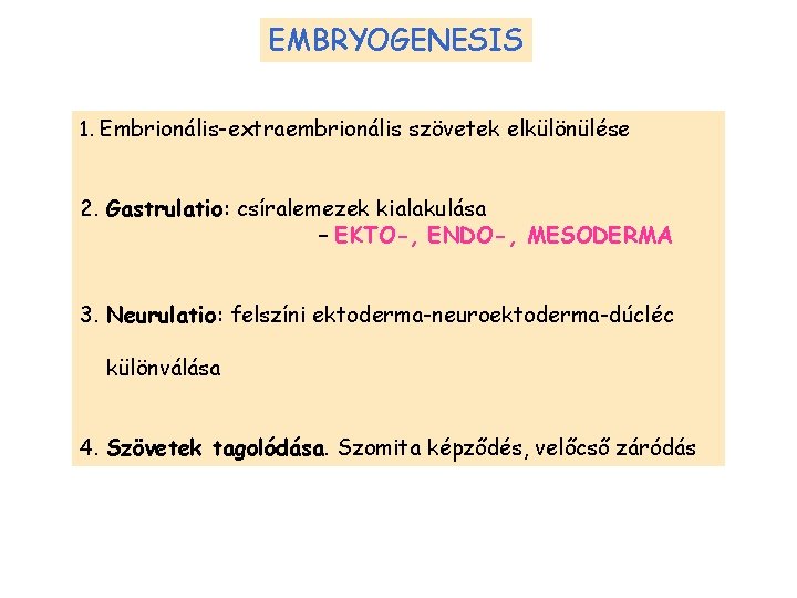 EMBRYOGENESIS 1. Embrionális-extraembrionális szövetek elkülönülése 2. Gastrulatio: csíralemezek kialakulása – EKTO-, ENDO-, MESODERMA 3.