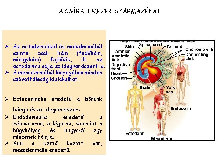 A CSÍRALEMEZEK SZÁRMAZÉKAI Ø Az ectodermából és endodermából szinte csak hám (fedőhám, mirigyhám) fejlődik,