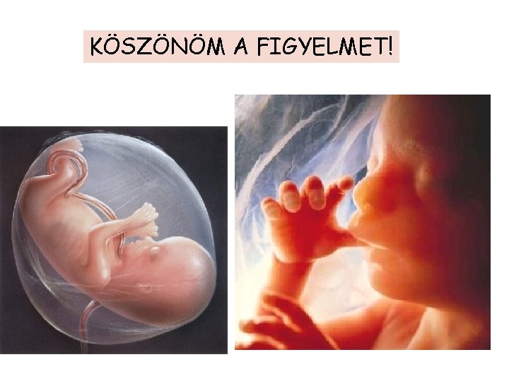 KÖSZÖNÖM A FIGYELMET! 