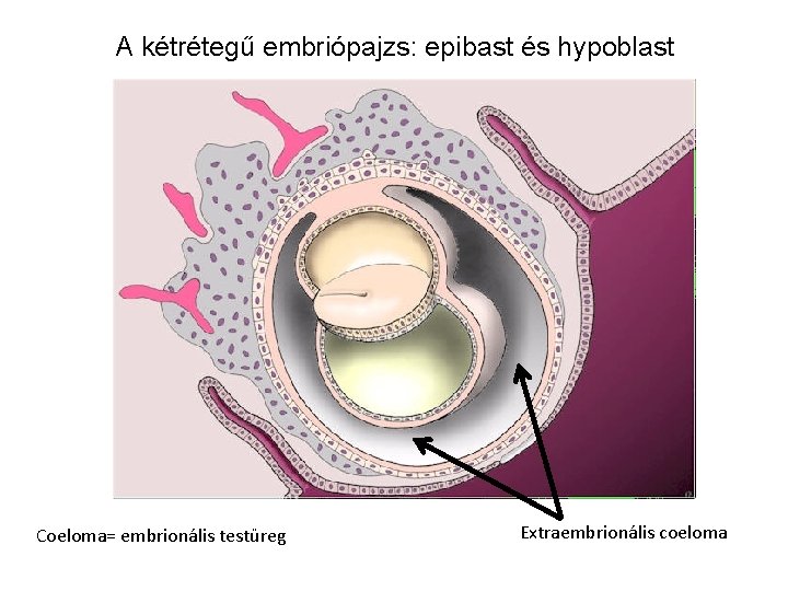 A kétrétegű embriópajzs: epibast és hypoblast Coeloma= embrionális testüreg Extraembrionális coeloma 