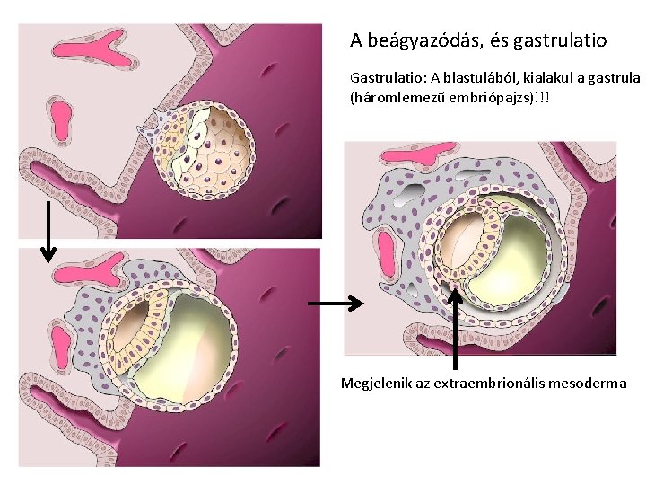 A beágyazódás, és gastrulatio Gastrulatio: A blastulából, kialakul a gastrula (háromlemezű embriópajzs)!!! Megjelenik az