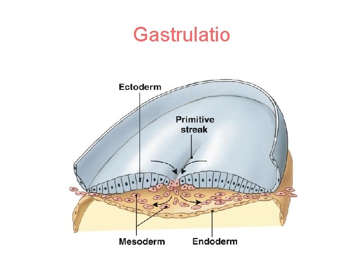 Gastrulatio 