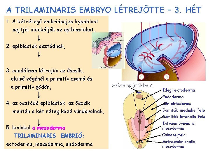 A TRILAMINARIS EMBRYO LÉTREJÖTTE – 3. HÉT 1. A kétrétegű embriópajzs hypoblast sejtjei indukálják