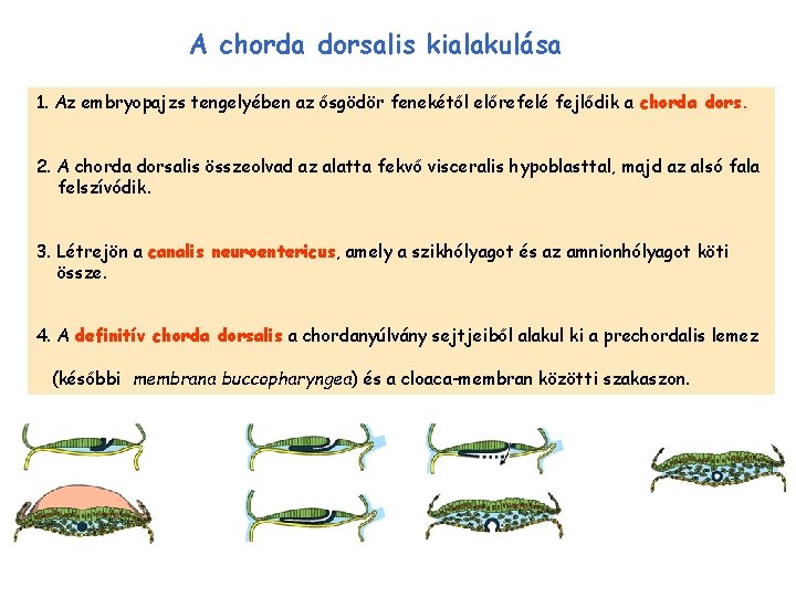 A chorda dorsalis kialakulása 1. Az embryopajzs tengelyében az ősgödör fenekétől előrefelé fejlődik a