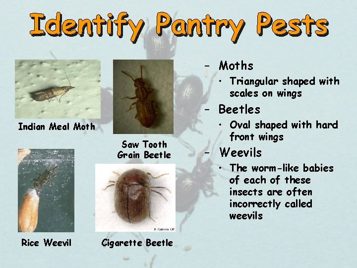 – Moths • Triangular shaped with scales on wings – Beetles Indian Meal Moth