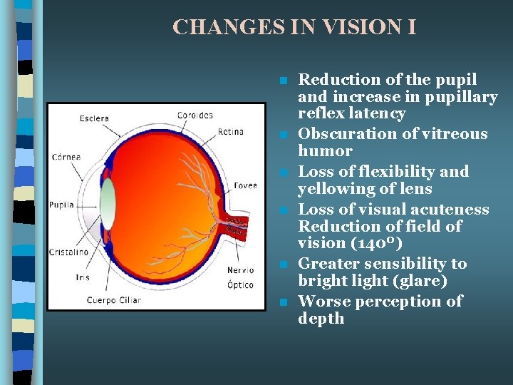 CHANGES IN VISION I n n n Reduction of the pupil and increase in