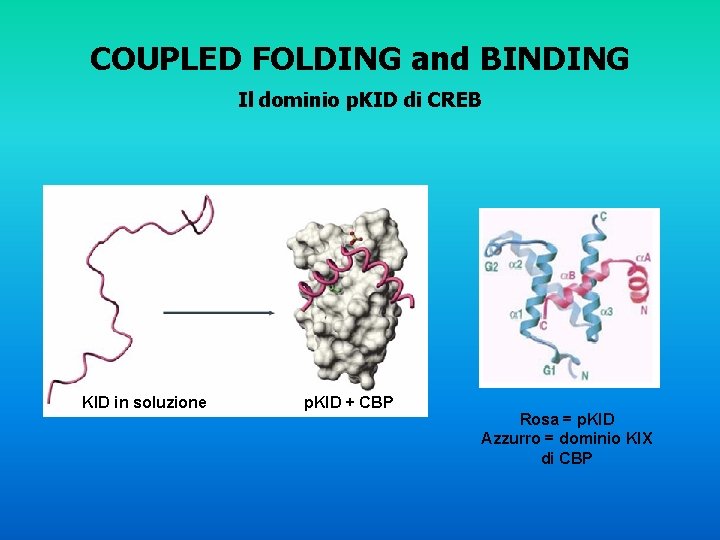 COUPLED FOLDING and BINDING Il dominio p. KID di CREB KID in soluzione p.