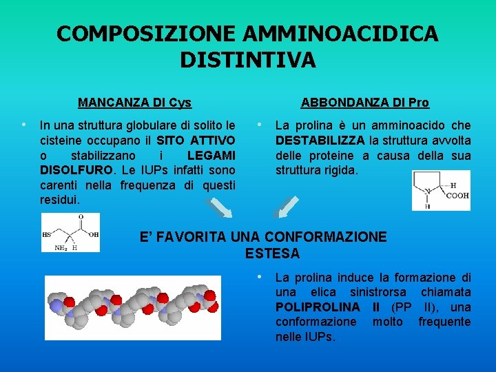 COMPOSIZIONE AMMINOACIDICA DISTINTIVA MANCANZA DI Cys ABBONDANZA DI Pro • In una struttura globulare