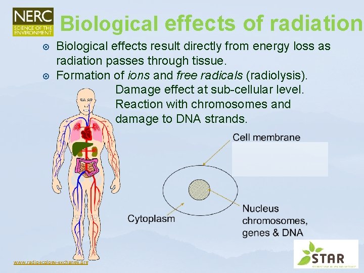 Biological effects of radiation Biological effects result directly from energy loss as radiation passes Biological effects of radiation Biological effects result directly from energy loss as radiation passes