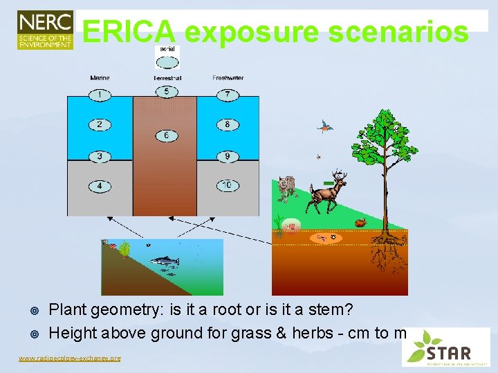 ERICA exposure scenarios ¥ ¥ Plant geometry: is it a root or is it ERICA exposure scenarios ¥ ¥ Plant geometry: is it a root or is it