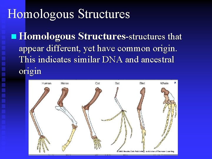 Homologous Structures n Homologous Structures-structures that appear different, yet have common origin. This indicates