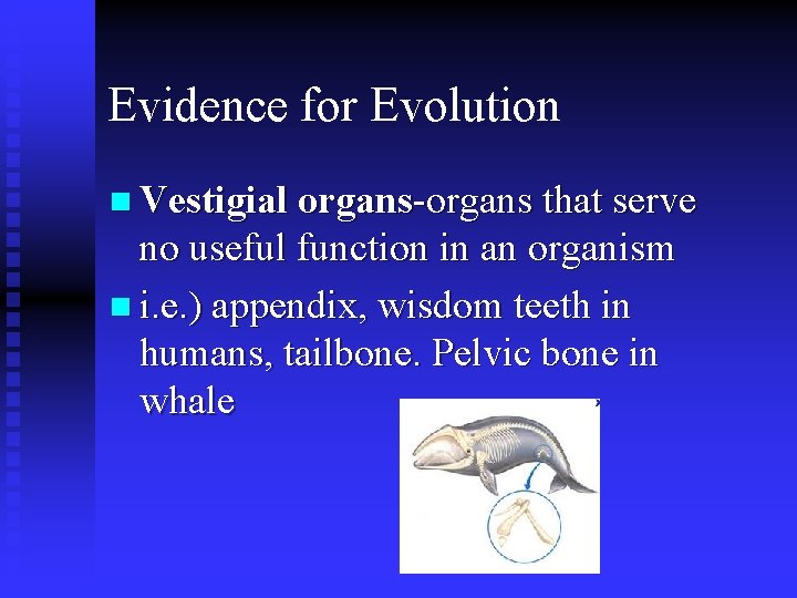 Evidence for Evolution n Vestigial organs-organs that serve no useful function in an organism