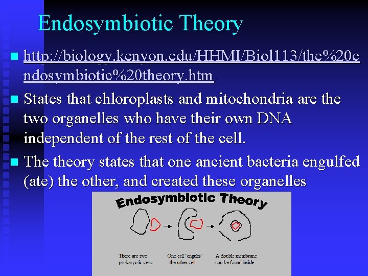 Endosymbiotic Theory http: //biology. kenyon. edu/HHMI/Biol 113/the%20 e ndosymbiotic%20 theory. htm n States that