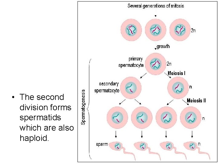 • The second division forms spermatids which are also haploid. • The second division forms spermatids which are also haploid.