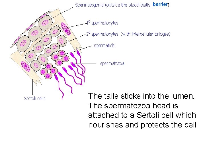 barrier) The tails sticks into the lumen. The spermatozoa head is attached to a barrier) The tails sticks into the lumen. The spermatozoa head is attached to a