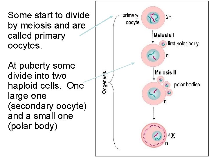Some start to divide by meiosis and are called primary oocytes. At puberty some Some start to divide by meiosis and are called primary oocytes. At puberty some