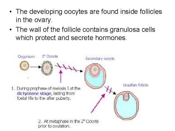 • The developing oocytes are found inside follicles in the ovary. • The • The developing oocytes are found inside follicles in the ovary. • The