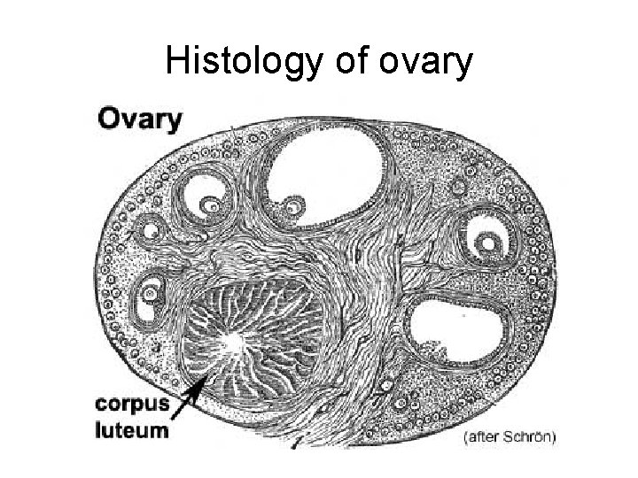 Histology of ovary Histology of ovary