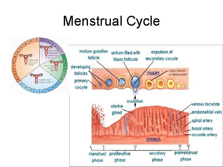 Menstrual Cycle Menstrual Cycle