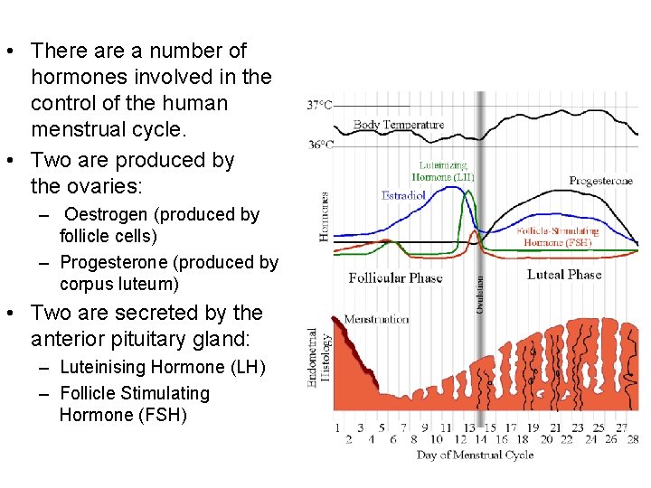 • There a number of hormones involved in the control of the human • There a number of hormones involved in the control of the human