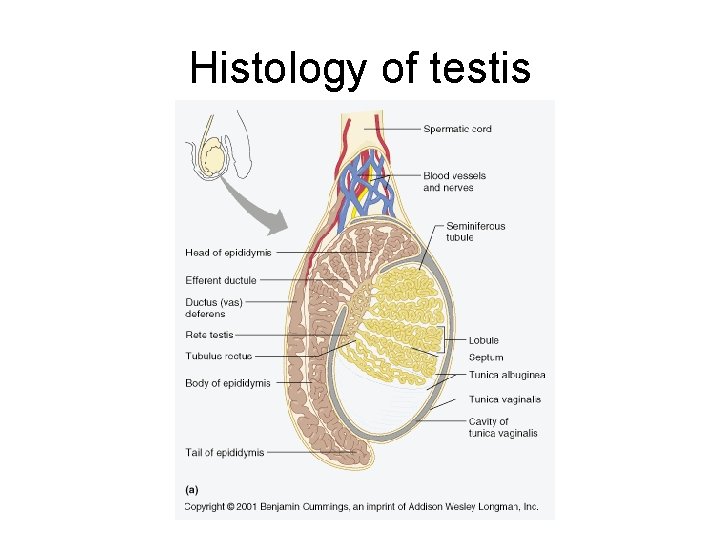 Histology of testis Histology of testis