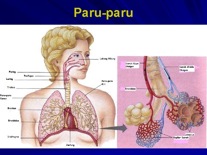 Paru-paru 