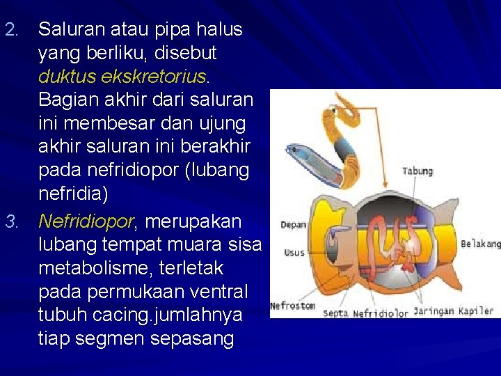 2. Saluran atau pipa halus yang berliku, disebut duktus ekskretorius. Bagian akhir dari saluran