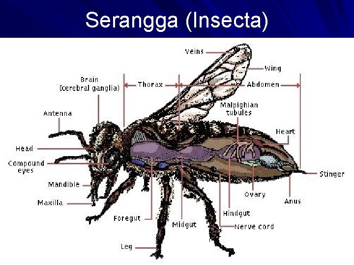 Serangga (Insecta) 