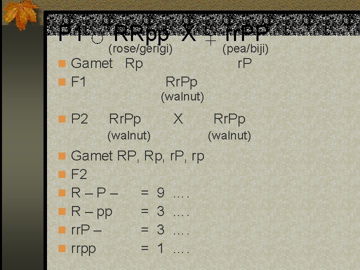 P 1 ♂ RRpp X ♀ rr. PP (rose/gerigi) (pea/biji) n Gamet Rp r.