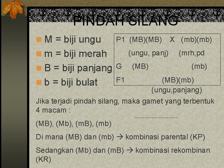 PINDAH SILANG n M = biji ungu P 1 (MB) n m = biji