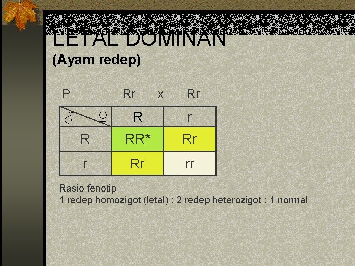 LETAL DOMINAN (Ayam redep) P Rr ♂ ♀ x Rr R RR* Rr rr