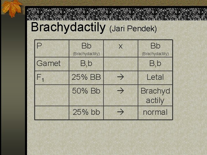 Brachydactily (Jari Pendek) P Gamet F 1 Bb x Bb (Brachydactily) B, b 25%