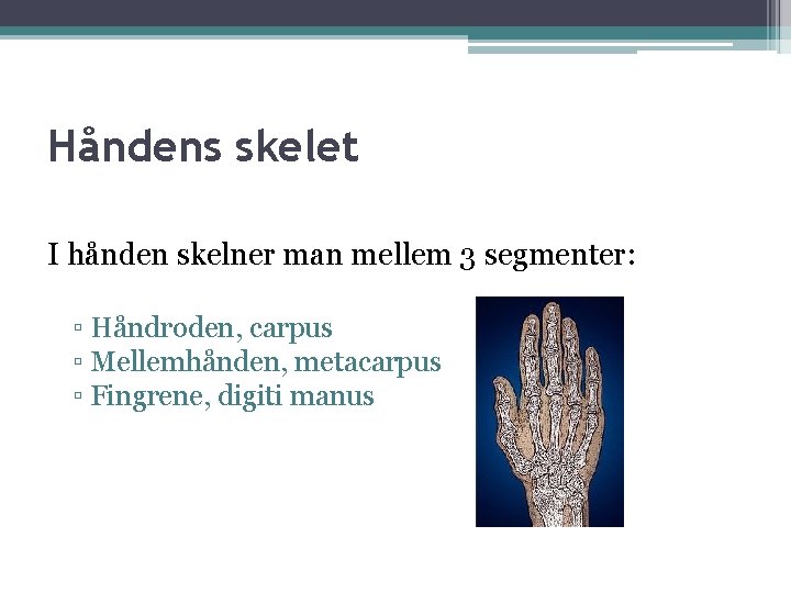 Håndens skelet I hånden skelner man mellem 3 segmenter: ▫ Håndroden, carpus ▫ Mellemhånden,