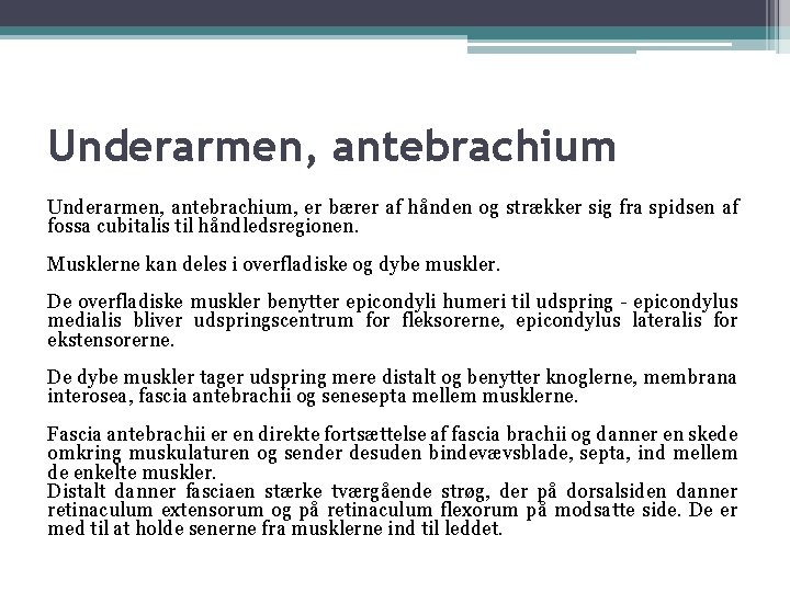 Underarmen, antebrachium, er bærer af hånden og strækker sig fra spidsen af fossa cubitalis