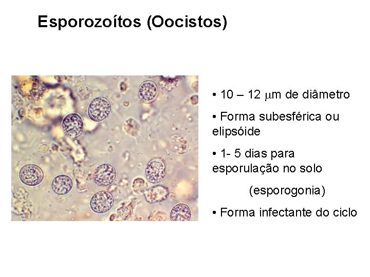 Esporozoítos (Oocistos) • 10 – 12 m de diâmetro • Forma subesférica ou elipsóide