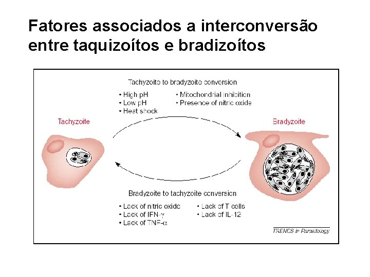 Fatores associados a interconversão entre taquizoítos e bradizoítos 