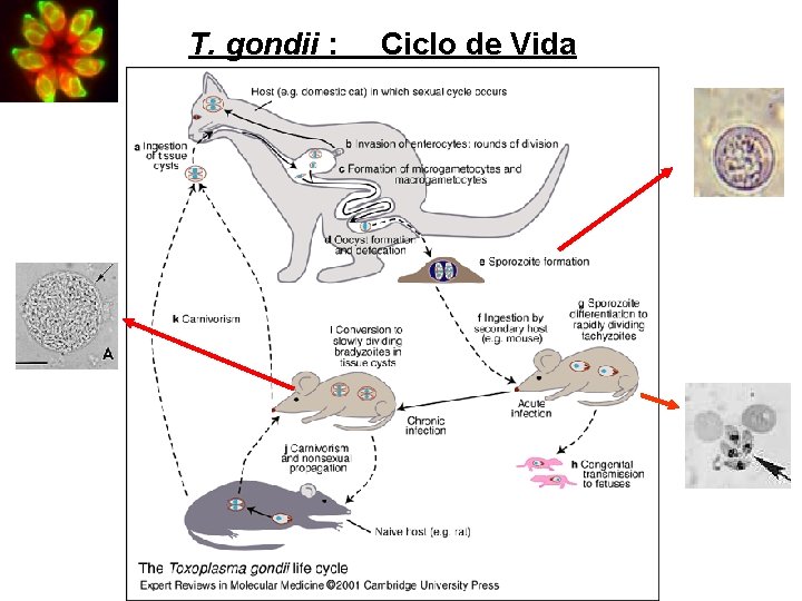 T. gondii : Ciclo de Vida 