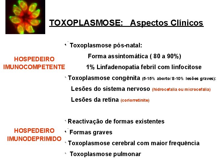 TOXOPLASMOSE: Aspectos Clínicos Toxoplasmose pós-natal: HOSPEDEIRO IMUNOCOMPETENTE Forma assintomática ( 80 a 90%) 1%