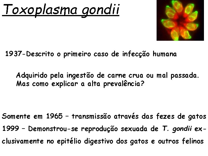 Toxoplasma gondii 1937 -Descrito o primeiro caso de infecção humana Adquirido pela ingestão de